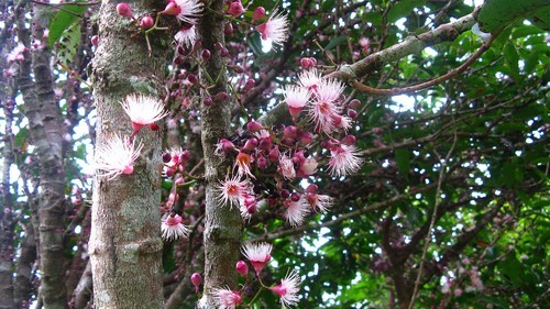 Syzygium cymosum