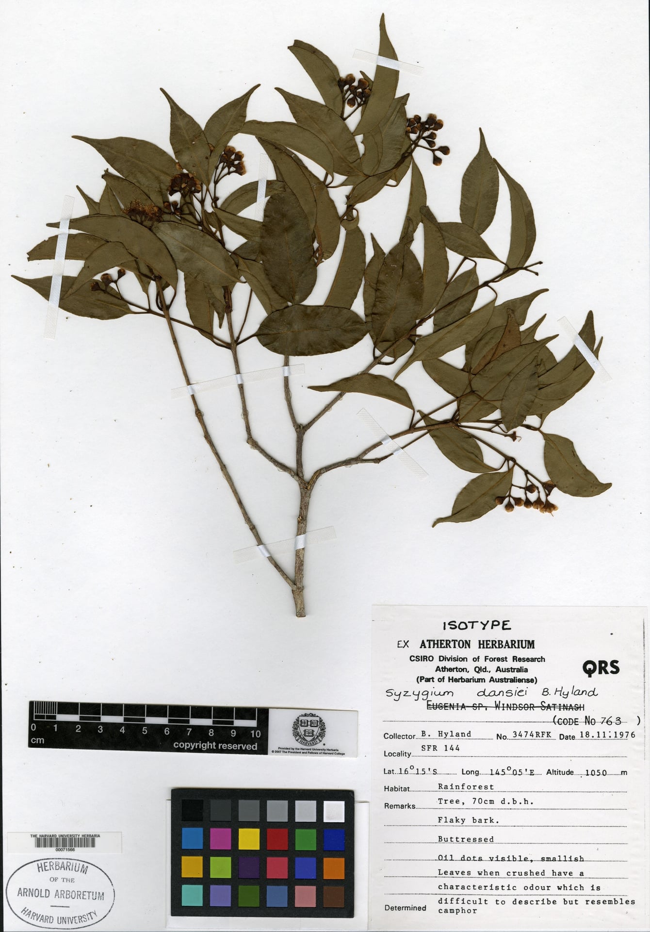 Syzygium dansiei