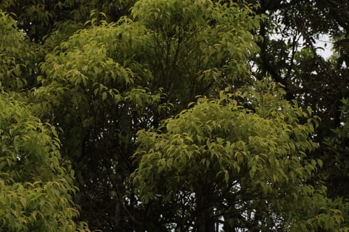 Syzygium densiflorum (Mountain black plum) — photo