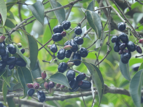 Syzygium densiflorum