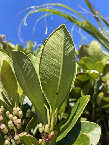 Syzygium densinervium var. insulare — photo