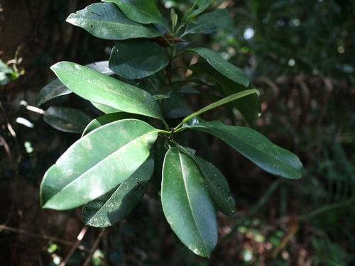 Syzygium densinervium var. insulare — photo
