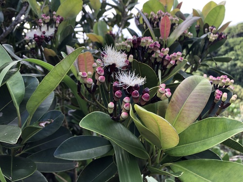Syzygium densinervium var. insulare