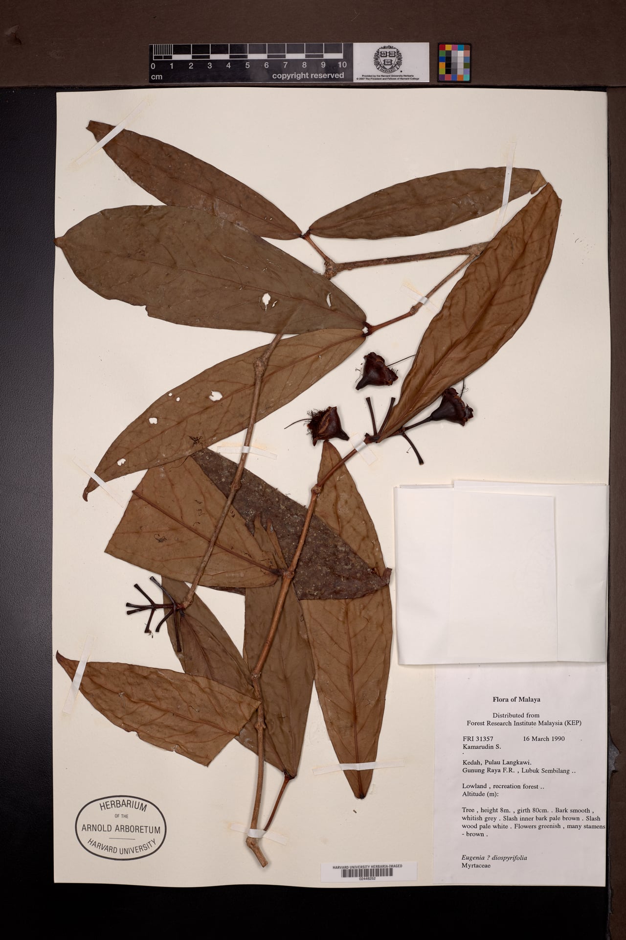 Syzygium diospyrifolium