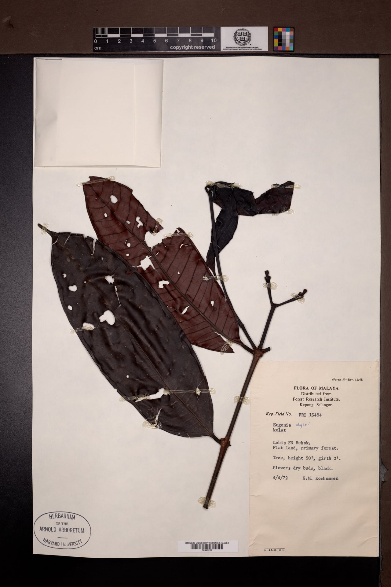Syzygium dyerianum (Kelat) — photo