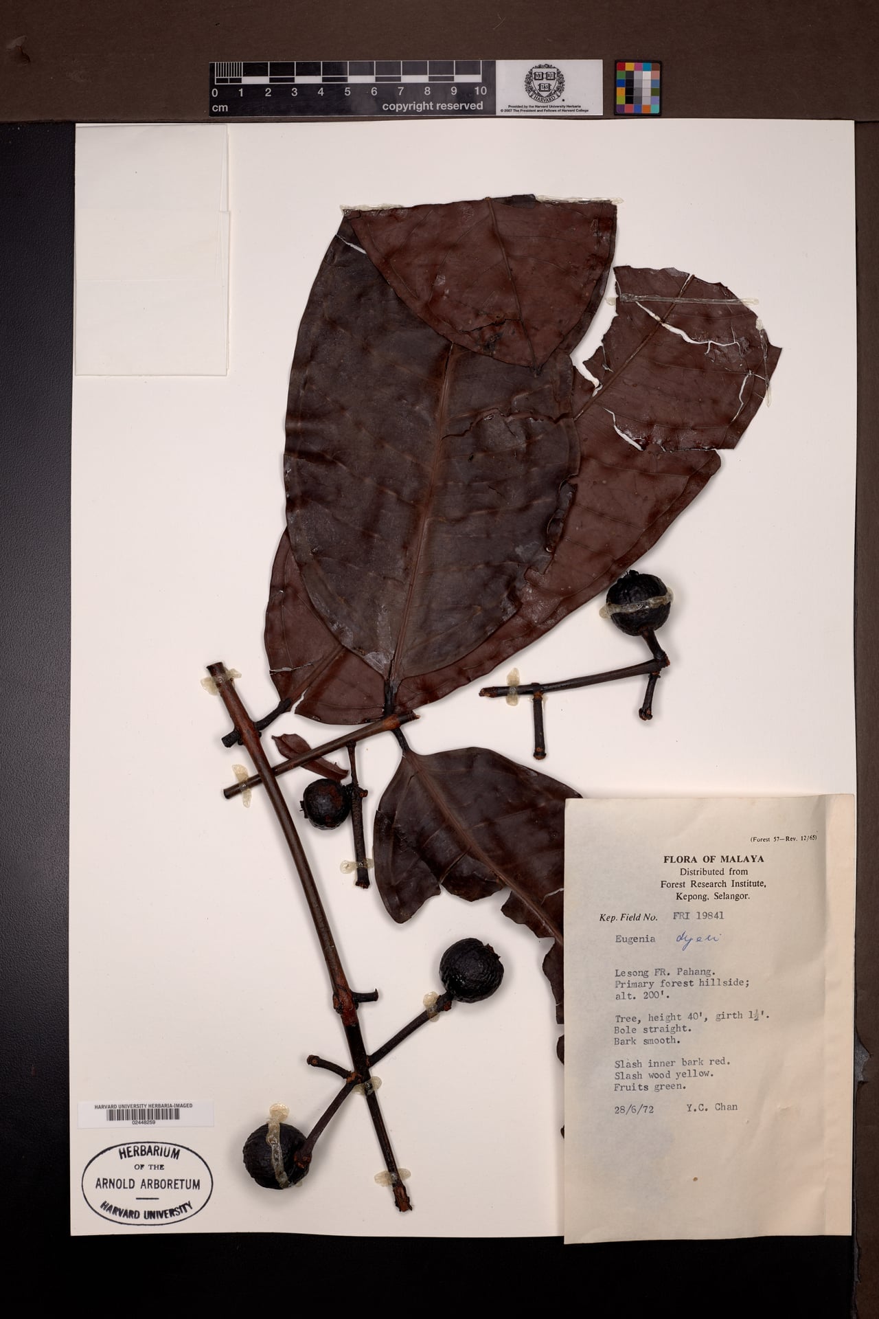 Syzygium dyerianum (Kelat) — photo