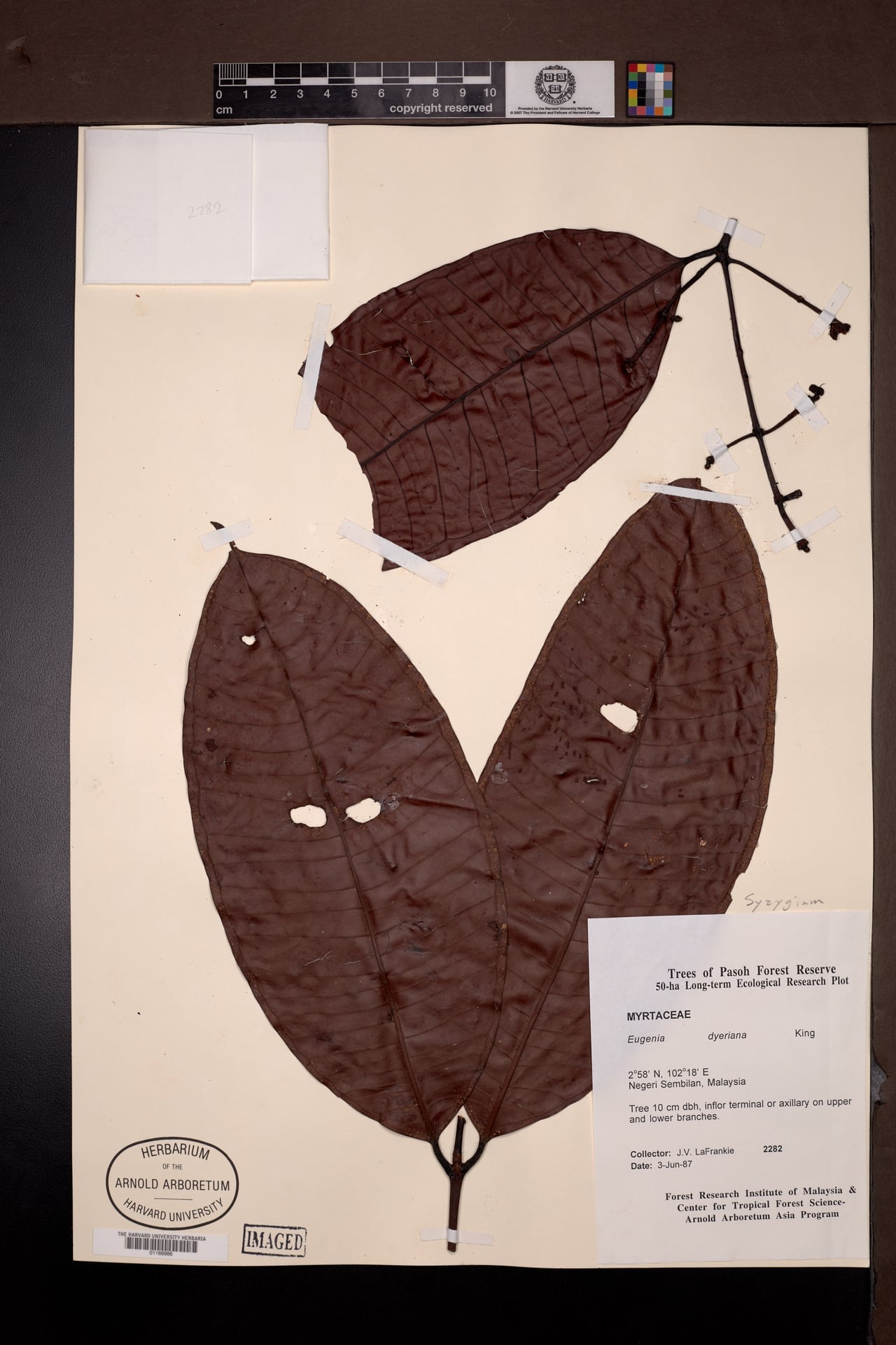 Syzygium dyerianum (Kelat) — photo