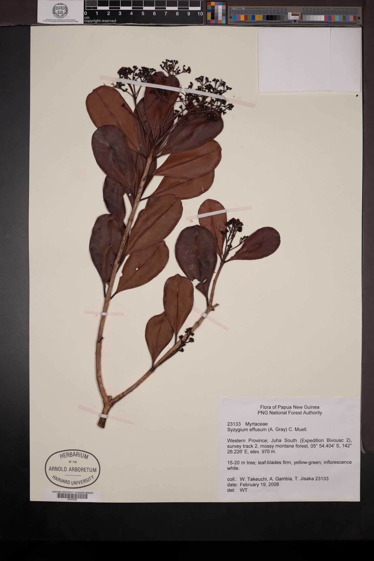 Syzygium effusum — photo