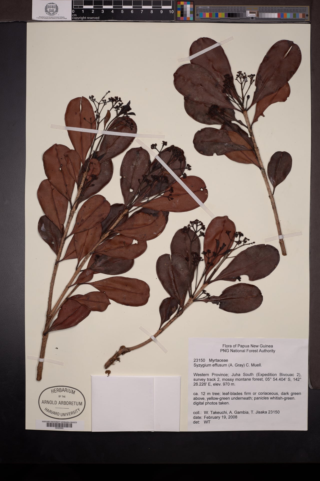 Syzygium effusum — photo