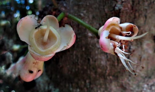 Syzygium erythrocalyx (Johnstone River Satinash) — photo