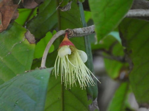 Syzygium erythrocalyx