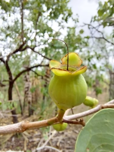Syzygium eucalyptoides subsp. bleeseri (White love apple) — photo