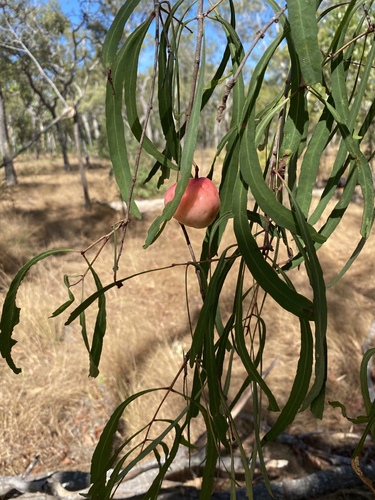 Syzygium eucalyptoides — photo