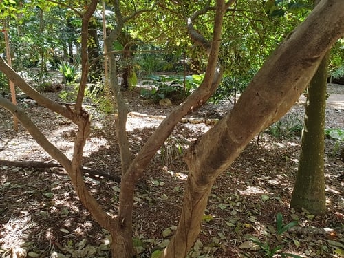 Syzygium fibrosum (Fibrous satinash) — photo
