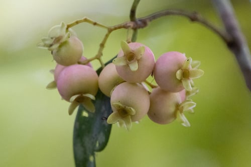 Syzygium fibrosum (Fibrous satinash) — photo