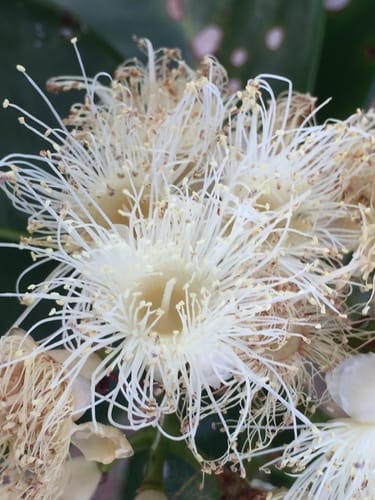 Syzygium forte