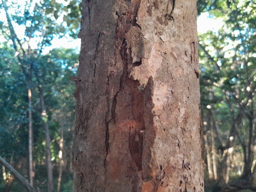 Syzygium forte subsp. potamophilium