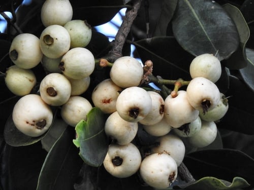 Syzygium forte subsp. potamophilium (White apple) — photo
