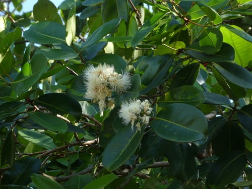 Syzygium forte (White apple) — photo