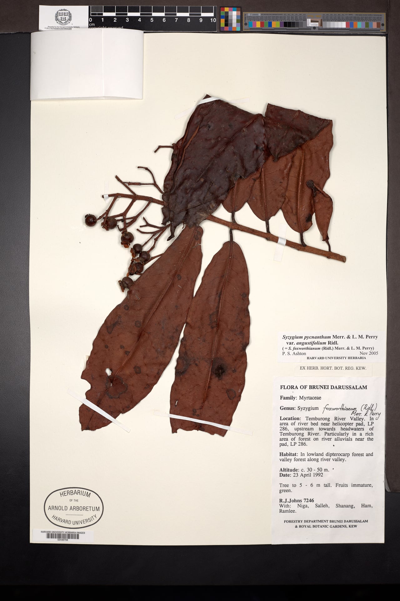 Syzygium foxworthianum — photo