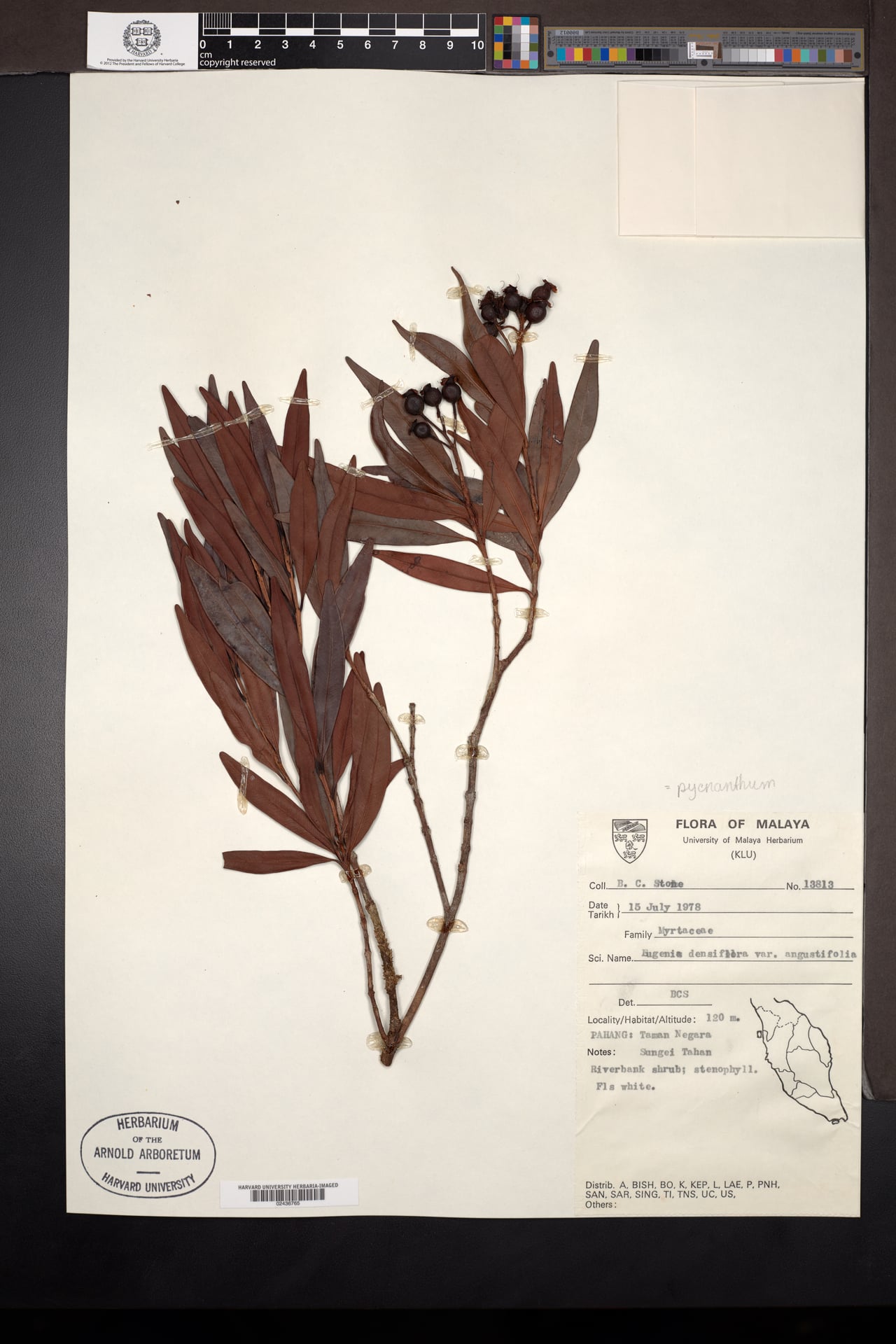Syzygium foxworthianum — photo