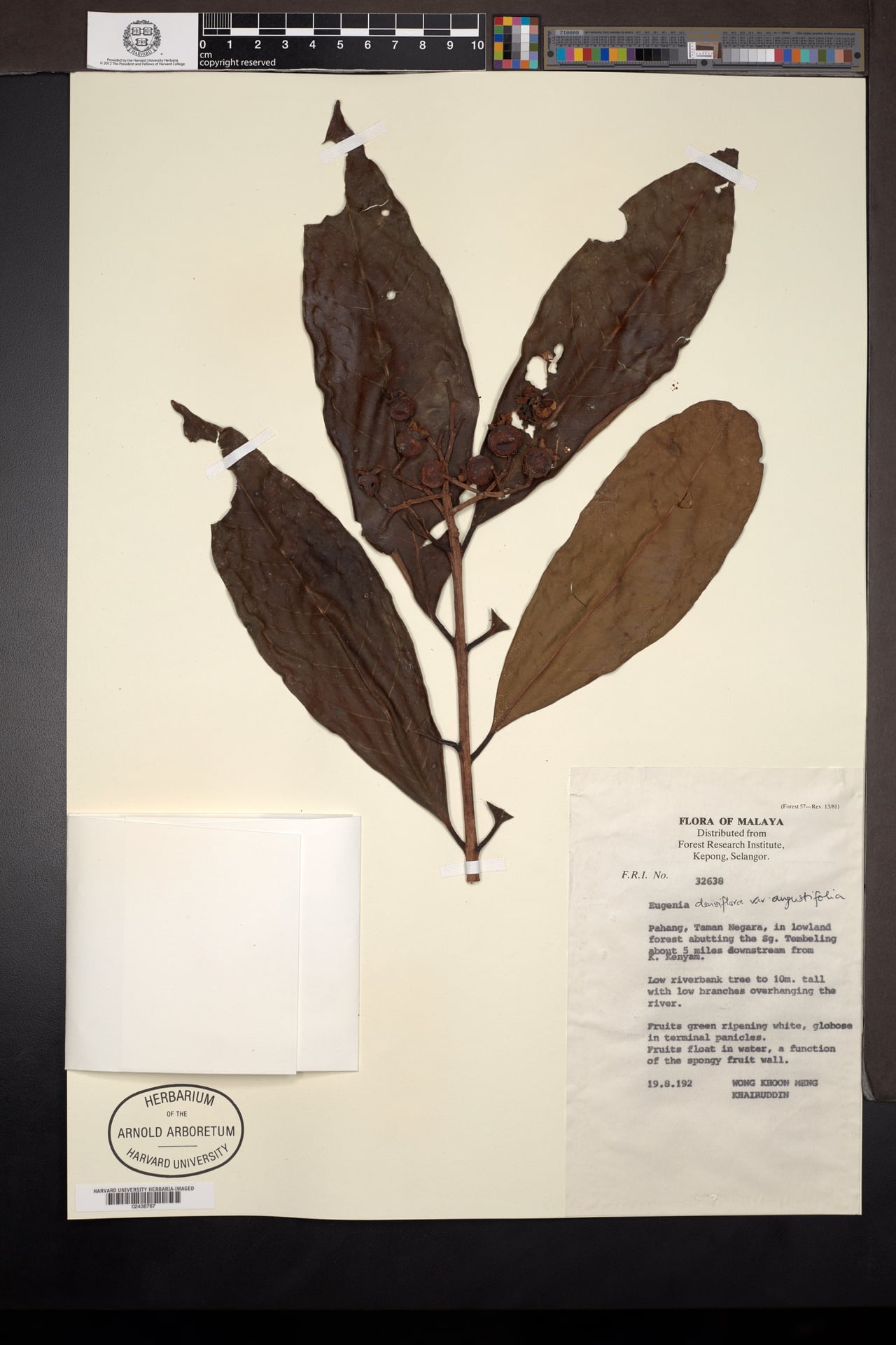 Syzygium foxworthianum