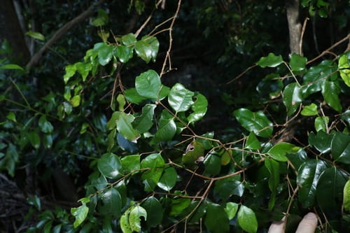 Syzygium francisii (Giant water gum) — photo