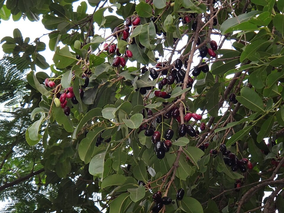Syzygium fruticosum — photo