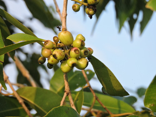 Syzygium fruticosum