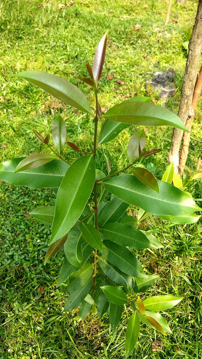 Syzygium fruticosum — photo