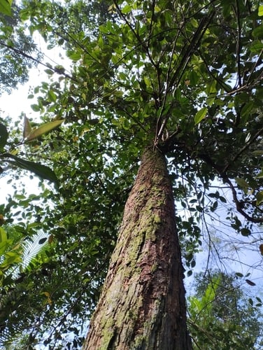 Syzygium garciniifolium — photo