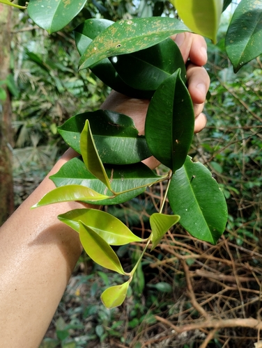 Syzygium garciniifolium