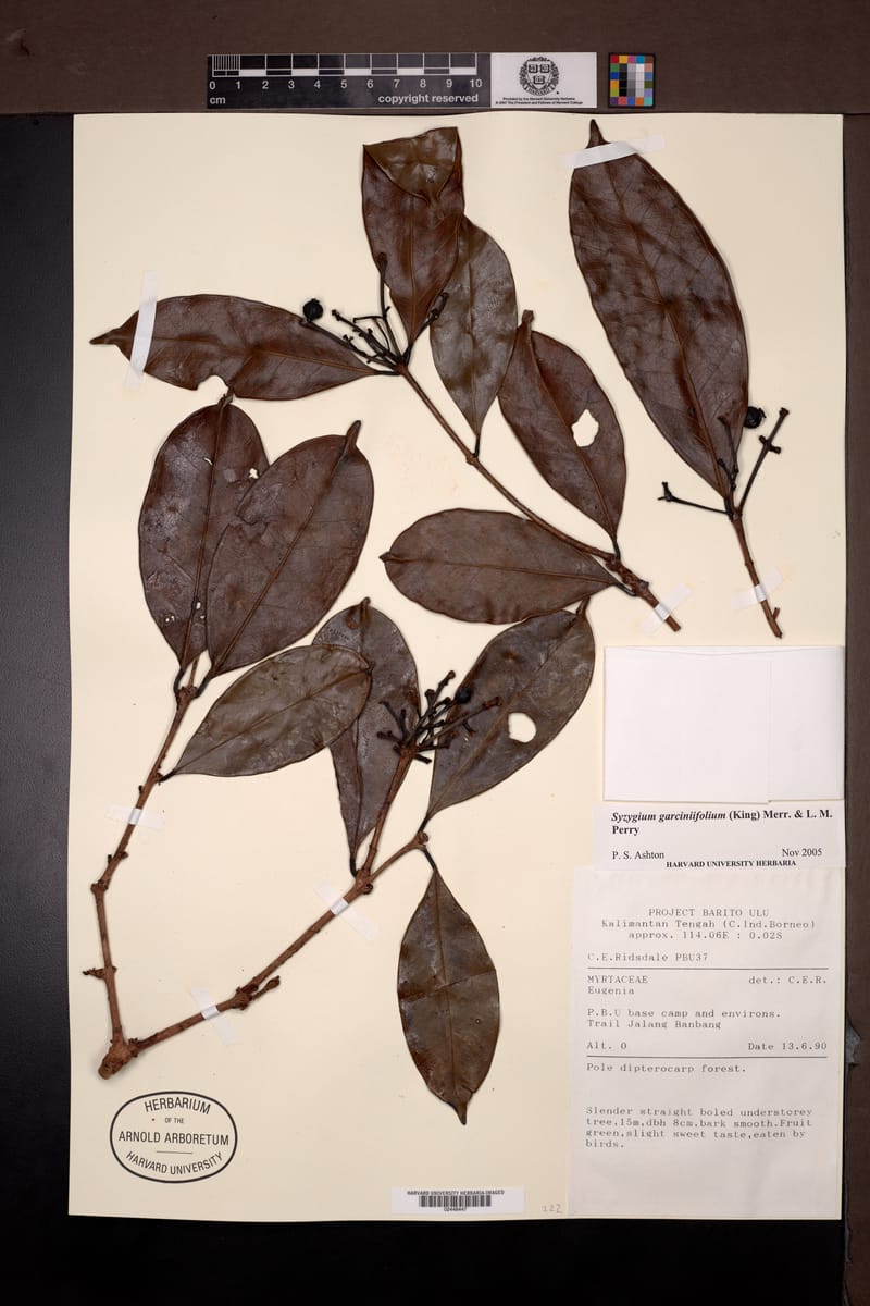 Syzygium garciniifolium — photo