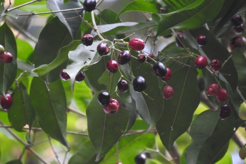 Syzygium gardneri — photo