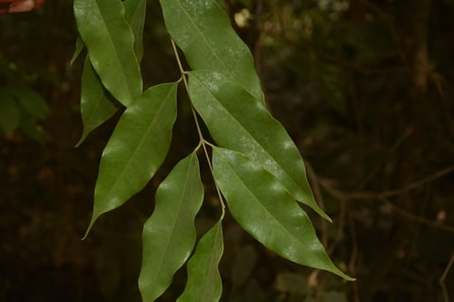 Syzygium gardneri — photo