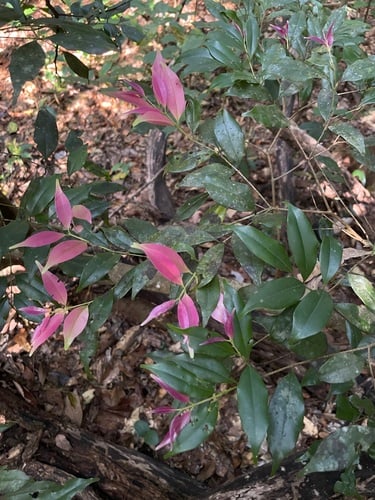 Syzygium gardneri