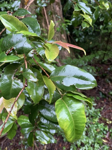 Syzygium gerrardii (Forest water berry) — photo