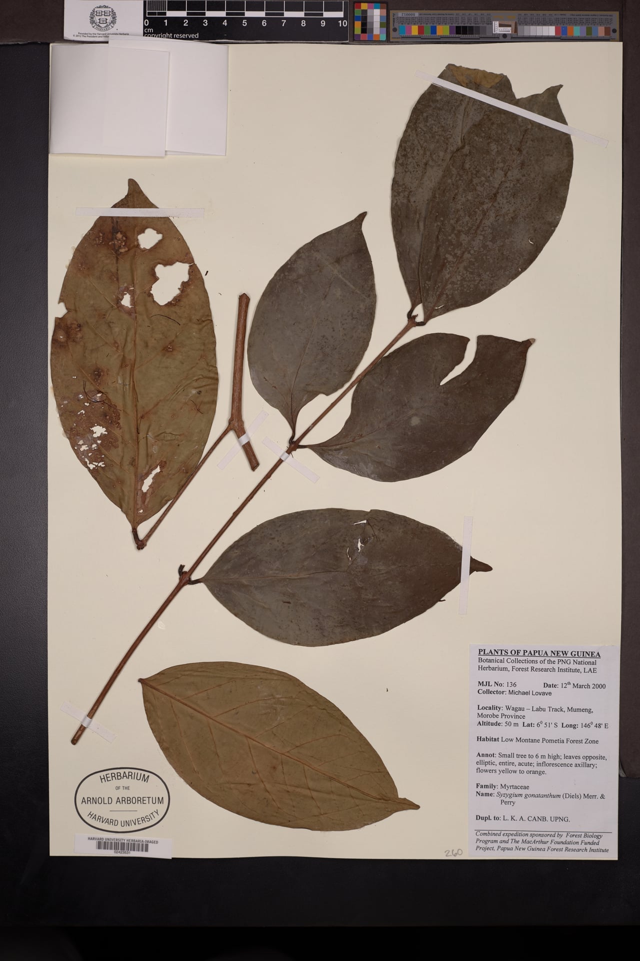Syzygium gonatanthum — photo