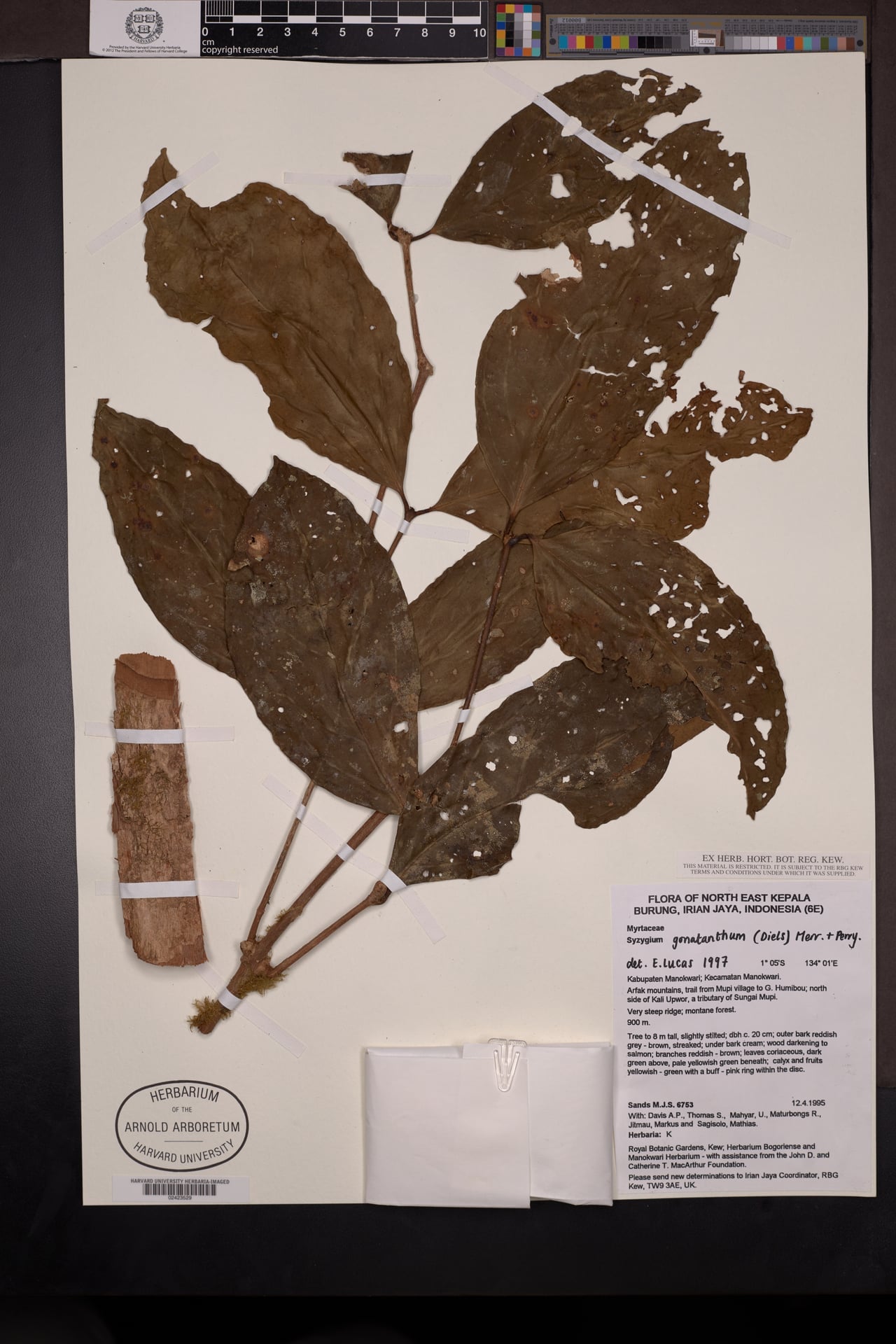 Syzygium gonatanthum — photo