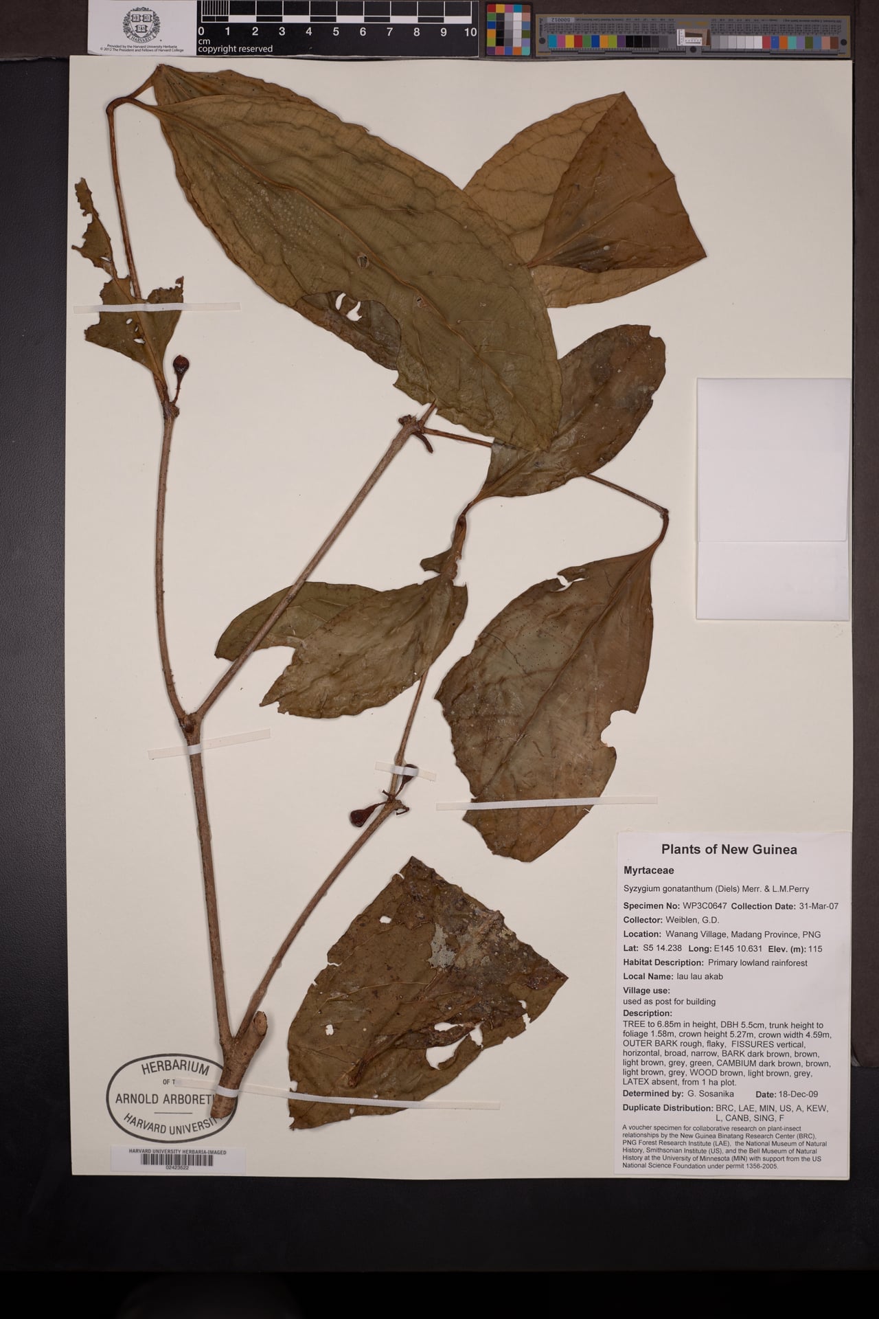 Syzygium gonatanthum
