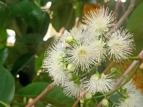 Syzygium grande (Sea apple) — photo