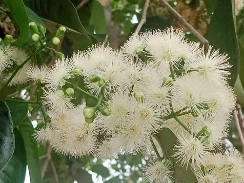 Syzygium grande (Sea apple) — photo