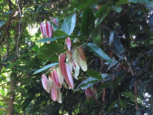 Syzygium graveolens (Cassowary Satinash) — photo