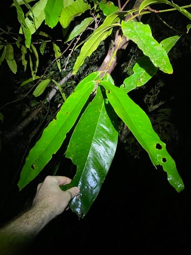 Syzygium graveolens (Cassowary Satinash) — photo
