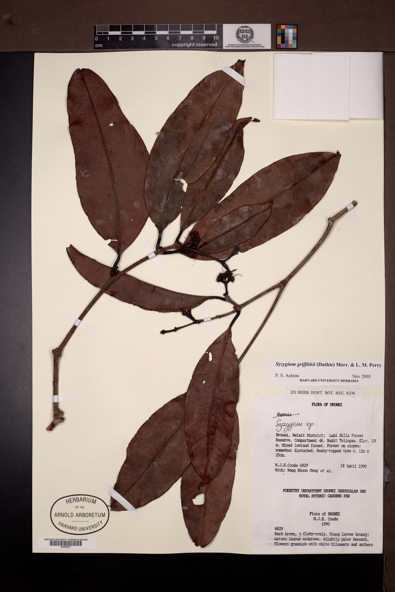 Syzygium griffithii — photo