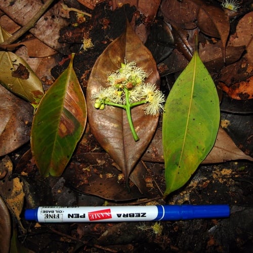 Syzygium griffithii