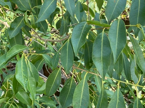 Syzygium guineense (Water berry) — photo