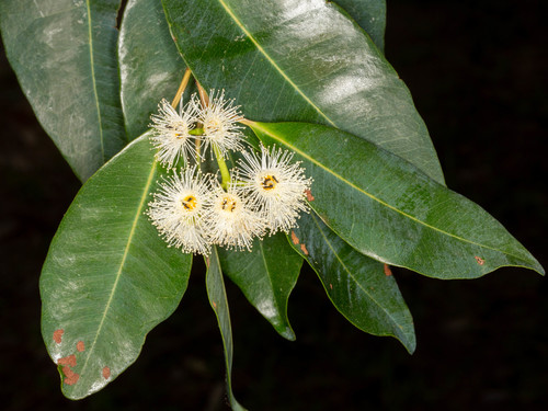 Syzygium guineense subsp. urophyllum