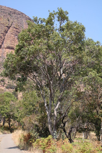 Syzygium guineense subsp. urophyllum — photo