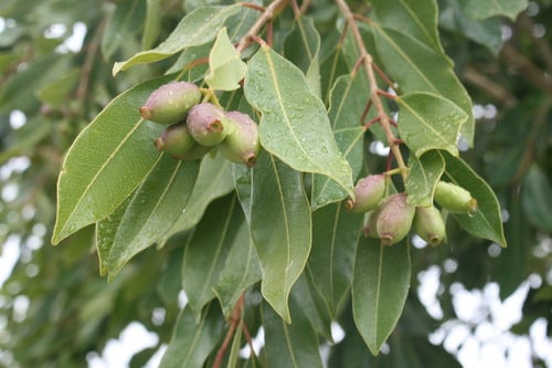 Syzygium guineense (Water berry) — photo